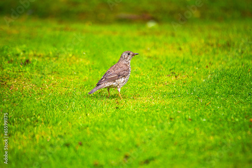 istle Thrush (Turdus viscivorus) in Dublin, Ireland photo