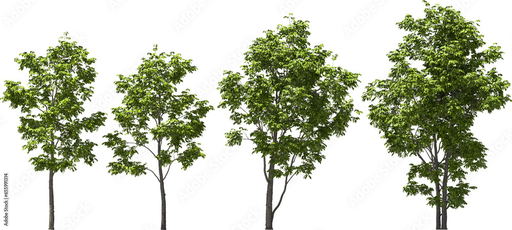 arizona ash tree hq arch viz cutout plant