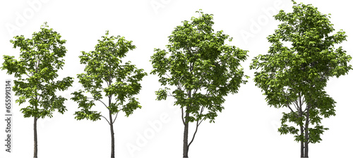 arizona ash tree hq arch viz cutout plant