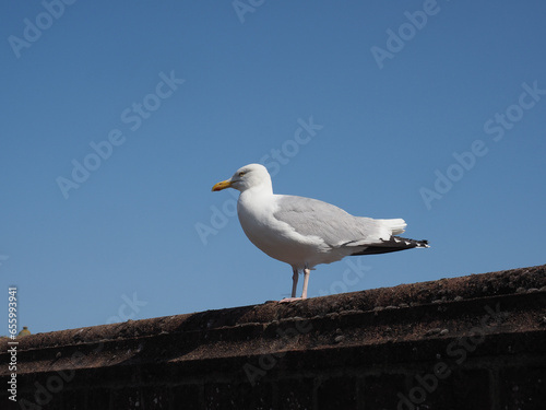 seagull bird animal photo