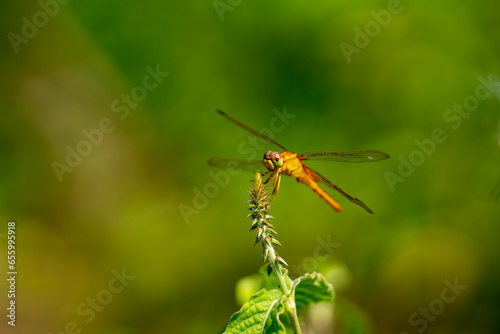 dragonfly resting on a bud