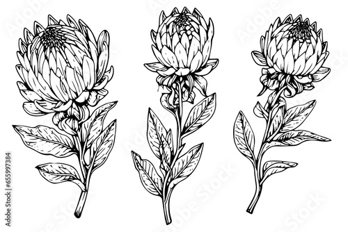 Elegant protea flower hand drawn ink sketch. Engraving style vector illustration