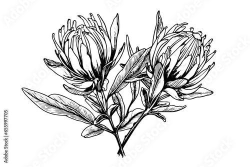 Elegant protea flower hand drawn ink sketch. Engraving style vector illustration photo