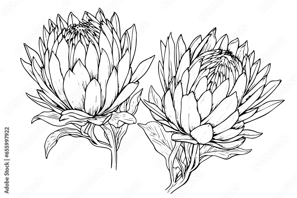 Elegant protea flower hand drawn ink sketch. Engraving style vector illustration - obrazy, fototapety, plakaty 