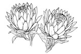 Elegant protea flower hand drawn ink sketch. Engraving style vector illustration