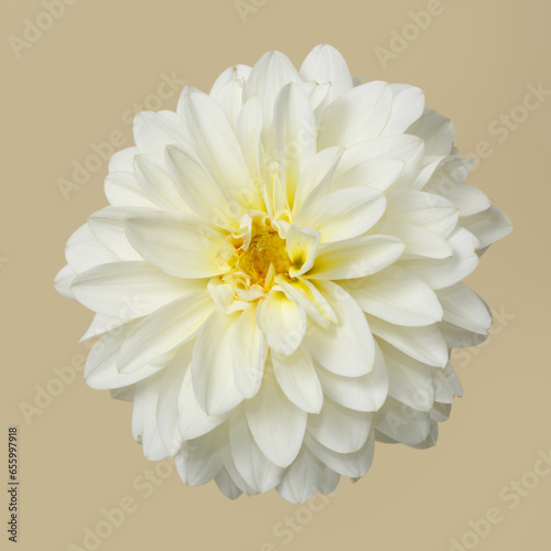 White dahlia flower isolated on beige background.