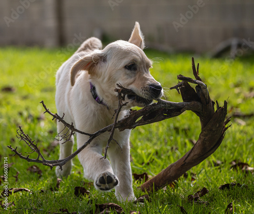 The crazy and vigorous games of my golden retriever puppy Dexter