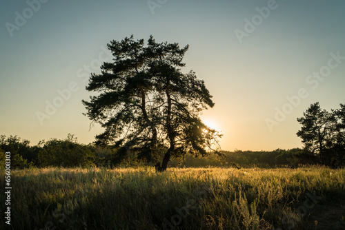 Beautiful evening sunset landscape view of a pine tree and grass shining in a setting sun.