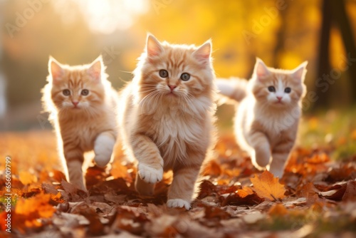 Three cute kittens run through foliage of a forest in autumn Generative Ai © Moonpie