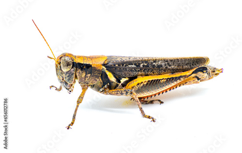 Keelers Spur throat Grasshopper - Melanoplus keeleri - a widespread grasshopper found across much of the United States. Dark morph with orange coloring Isolated on white background side profile view photo