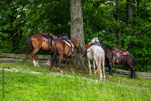 4 horses tied to a tree, rest in shade after ride.