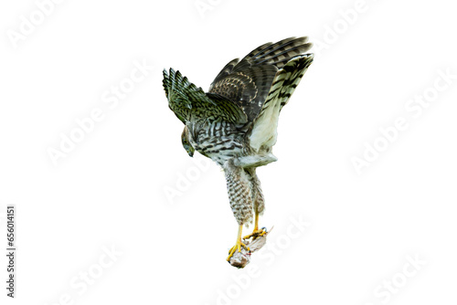 Cooper's Hawk (Accipiter cooperii) Photo, on a Transparent Background, with Fresh Catch for Dinner photo