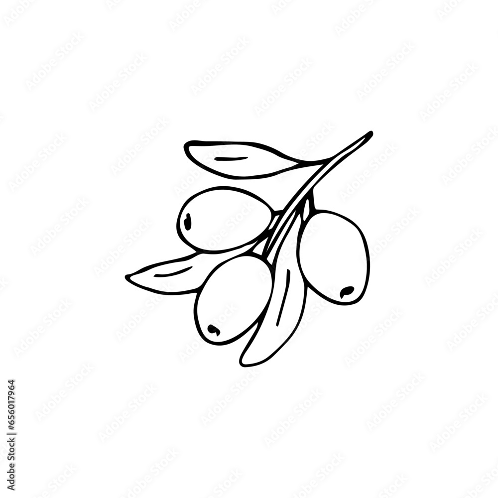 Hand-drawn olive branch with leaves and fruits. isolated vector illustration Hand-drawn olive branch with leaves and fruits. isolated vector illustration