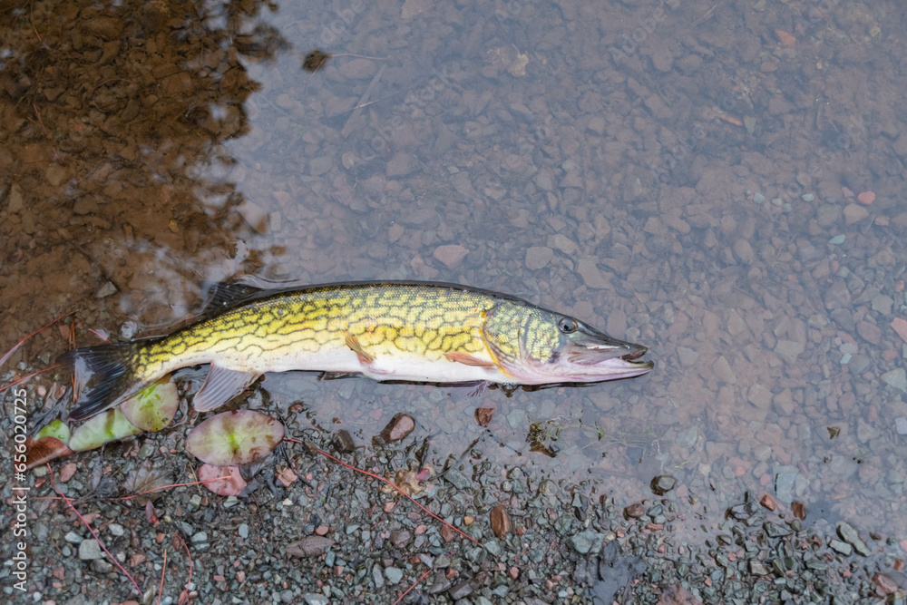 Fototapeta premium Holding yellow perch, kayak fishing fall season, overcast day.