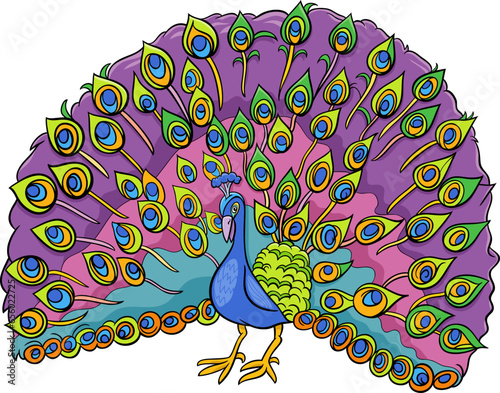 peacock bird animal character cartoon illustration