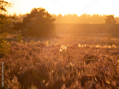 Sunrise in a beautiful heather.