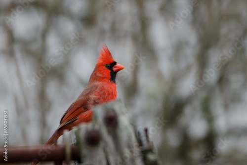 Northern Cardinal (Cardinalis cardinalis) Male © Rod MacPherson