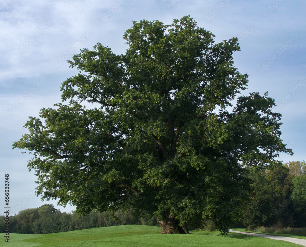 Quercus robur or English oak, Enghien, Belgium Quercus robur or English oak, Enghien, Belgium