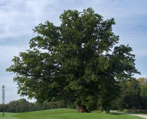 Quercus robur or English oak, Enghien, Belgium