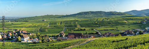 Riquewihr, France - 09 05 2023: Alsatian Vineyard. Panoramic view of vineyard fields along the wine route and Riquewihr village in the middle.