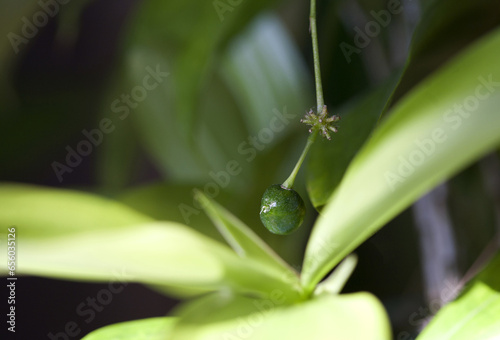 Houseplant Dracaena Surculosa with green berry.