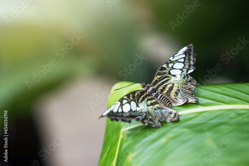 Macro photo of beautiful butterfly posing with open wings on leaf of a green plant. Horizontally. 