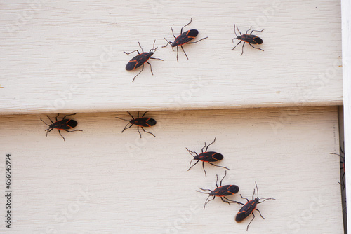 Boxelder bugs or Boisea trivittata cling to the walls of a house during the fall season in America. These bugs are redolent and will release a pungent. photo