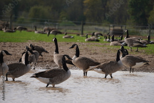 wild geese swim on the lake and relax in the garden.