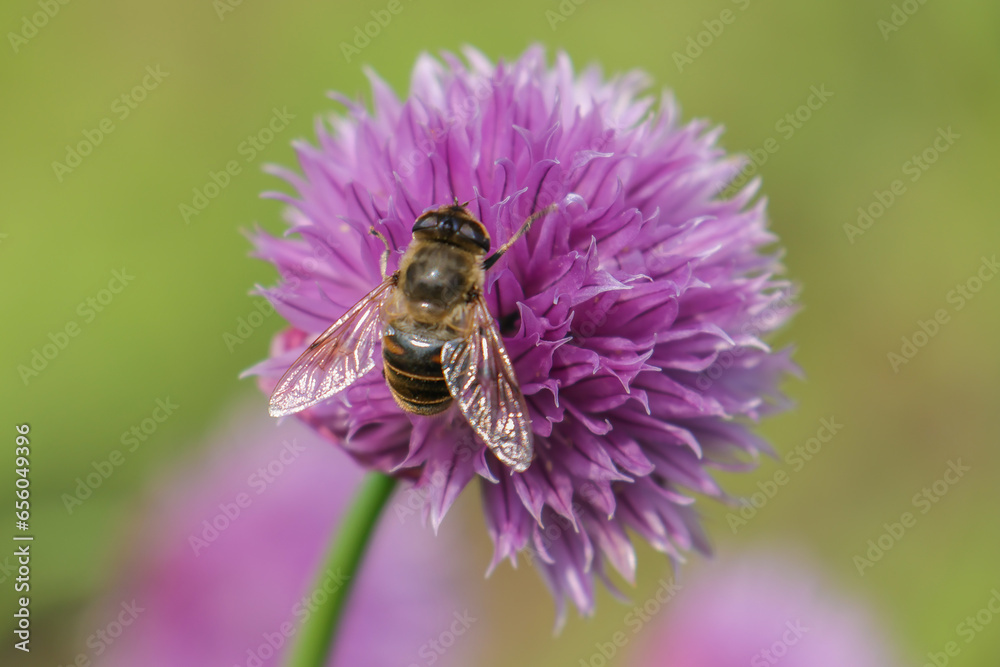 bee on flower bee on flower