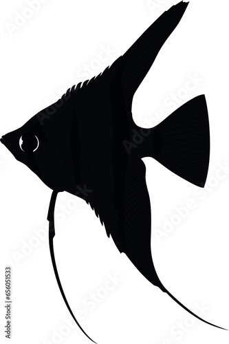 Black Pterophyllum scalare Sailfins, freshwater angelfish aquatic animal graphic illustrations aquarium fish