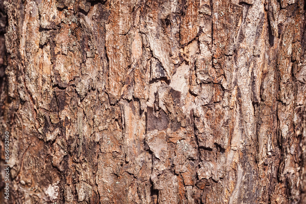 Texture of the bark of an old apple tree, background. Texture of the bark of an old apple tree, background.