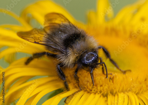 bee on sunflower top © Sebastian