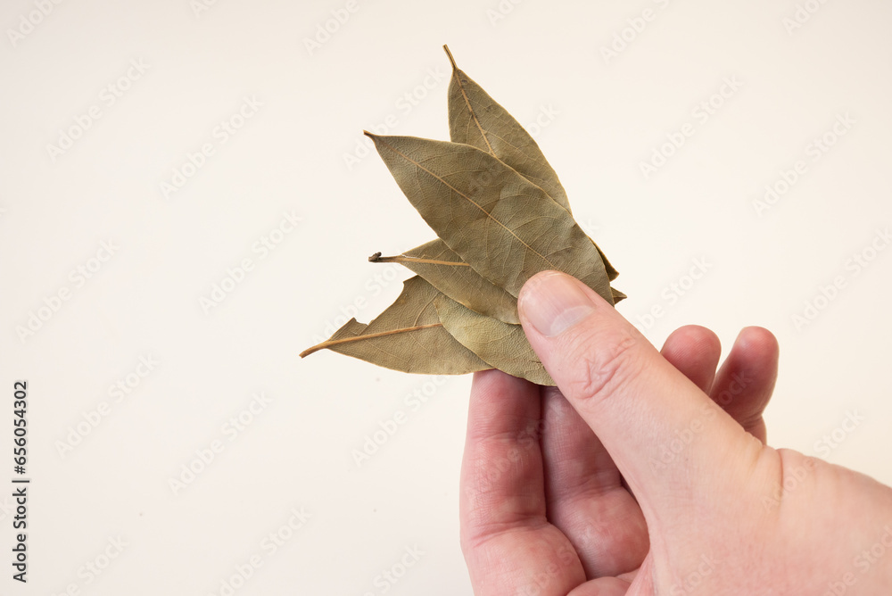 Fototapeta premium Bay leaves, held in hand between finger and thumb.