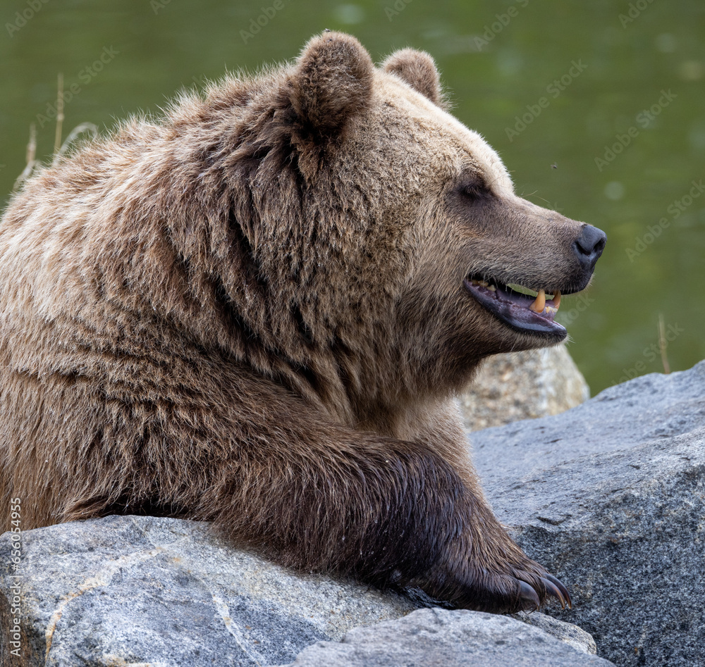 Obraz premium bear 2