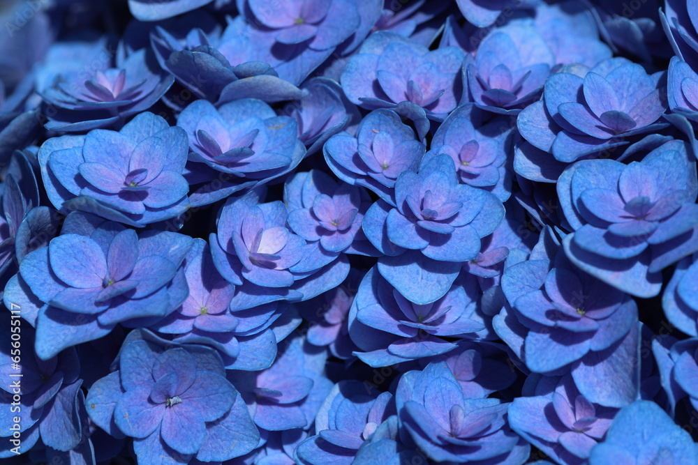 blue flowers blue flowers