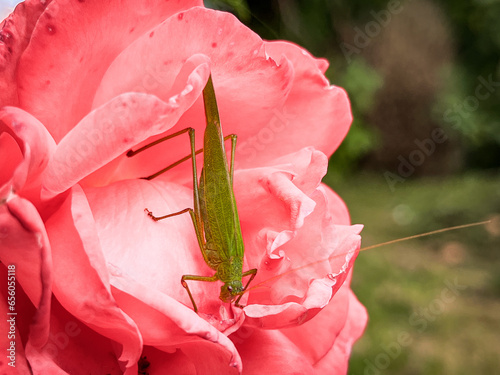 grasshopper on pink flower