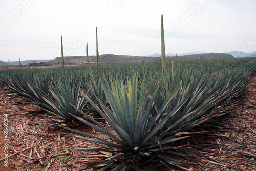 Campo de Agave