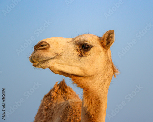 A portrait of a young dromedary camel in a desert farm near Al Shahaniya in Qatar photo