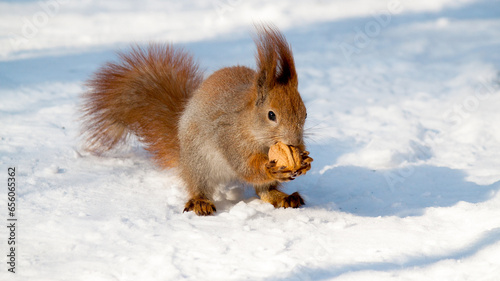 squirrel in the snow © lazalnik