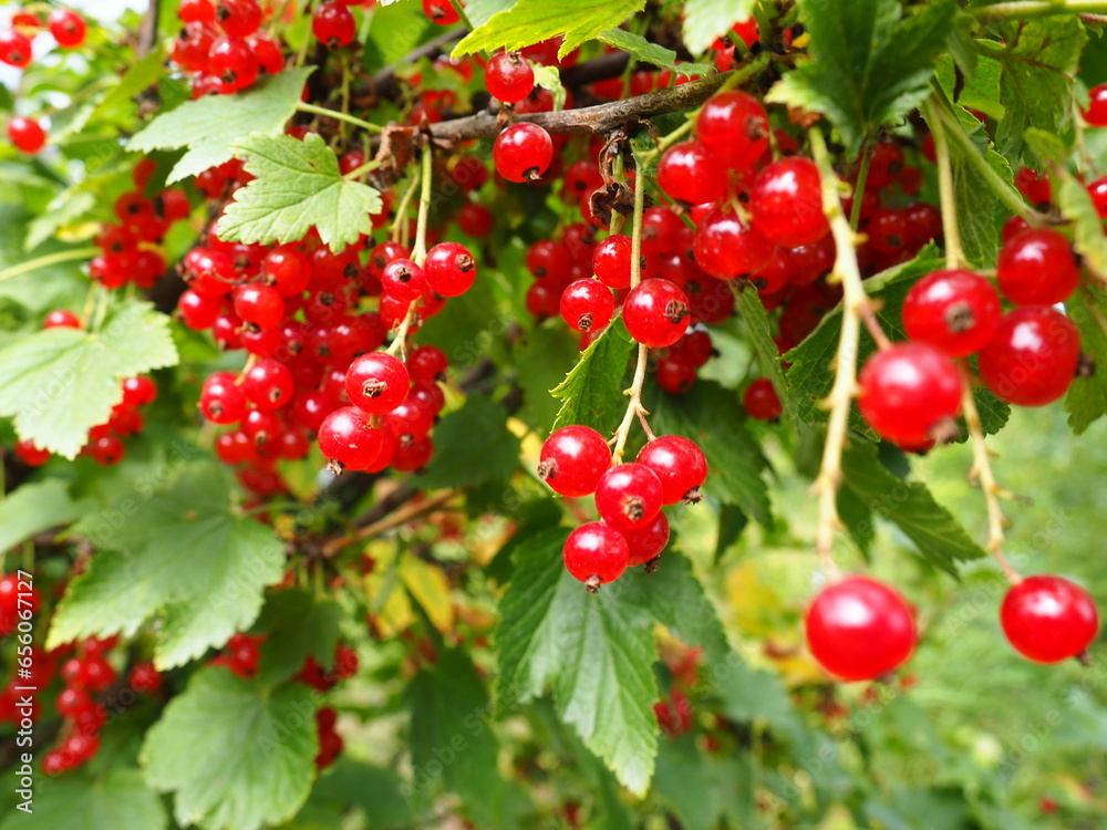 The redcurrant or red currant Ribes rubrum is a member of the genus Ribes in the gooseberry family. Tart flavor. High content of organic acids and mixed polyphenols. Bush with ripe currants close-up.
