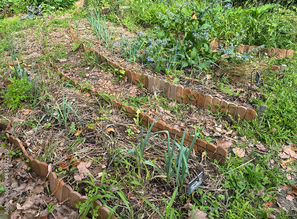 Garden beds in organic vegetable garden covered with pruning residues and shredded material Garden beds in organic vegetable garden covered with pruning residues and shredded material