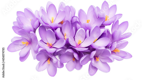 Purple crocus flowers isolated on a white background. Flat lay  top view 