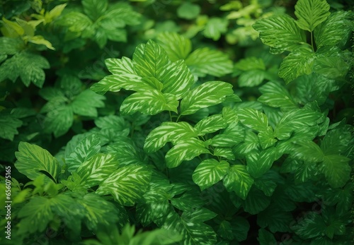 Green Leaves Pattern Background  Natural Lush Foliages of Leaf Texture Backgrounds. 