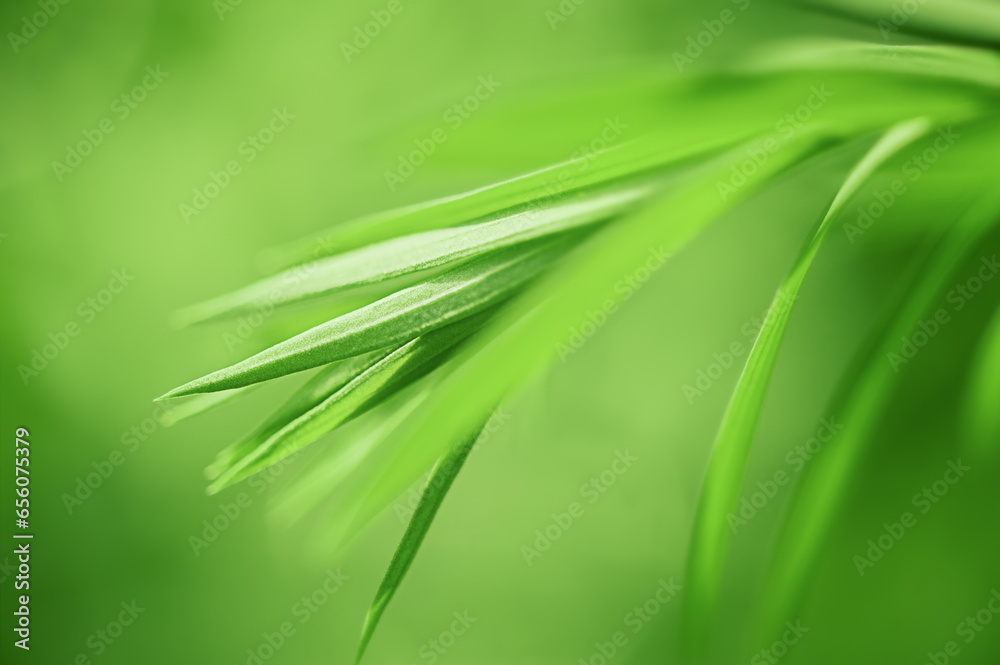 Fine focal part of the flax plant and grass as the defocused part. A green plant among the grass. Fine focal part of the flax plant and grass as the defocused part. A green plant among the grass.