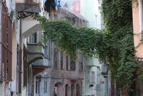 Dry ivy branches covering the old historical building on the streets of Balat, Istanbul