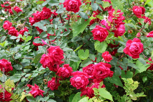 Closeup of roses and rosebush