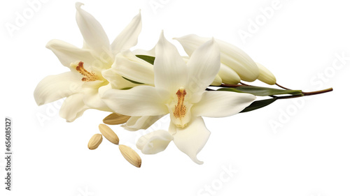 Vanilla pods and orchid flower isolated on white and transparent background