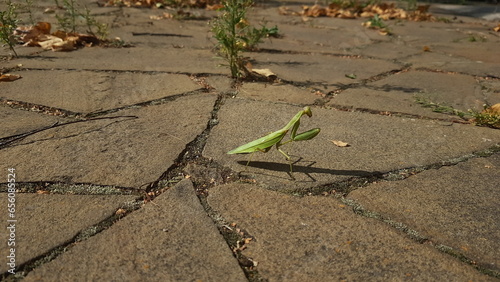 the mantis sits in the coble stone in sunny autumn day photo