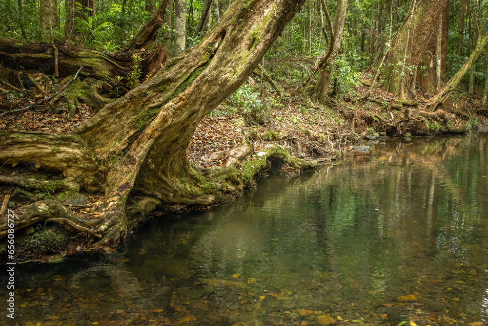 A river flanked by temperate rainforest