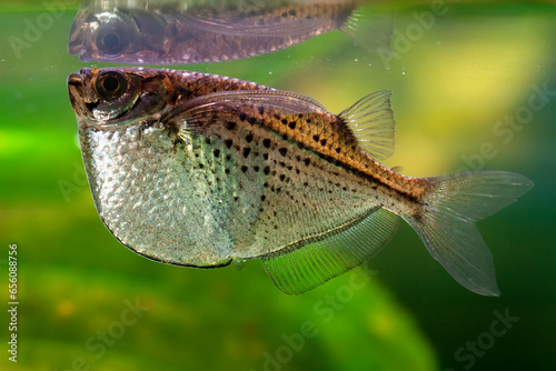 Common hatchetfish (Gasteropelecus sternicla) photo